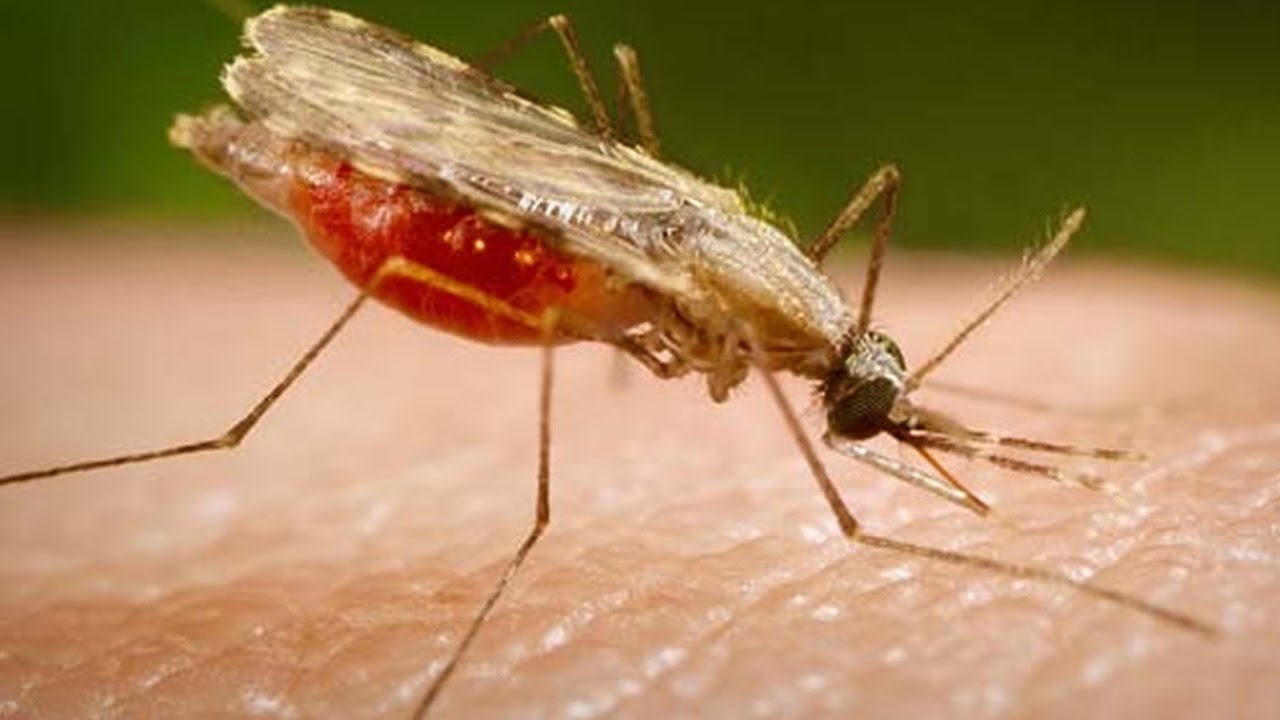 Fostering the China-Africa cooperation for the elimination of Malaria