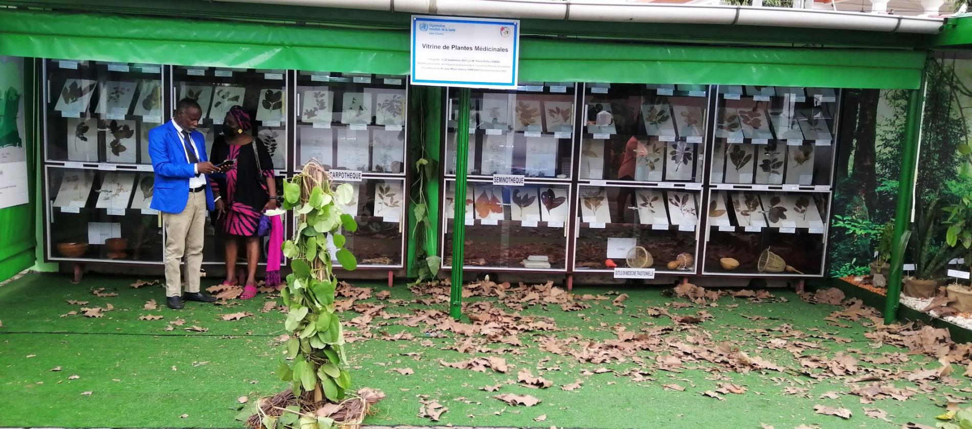 Photo de la vitrine des plantes médicinales