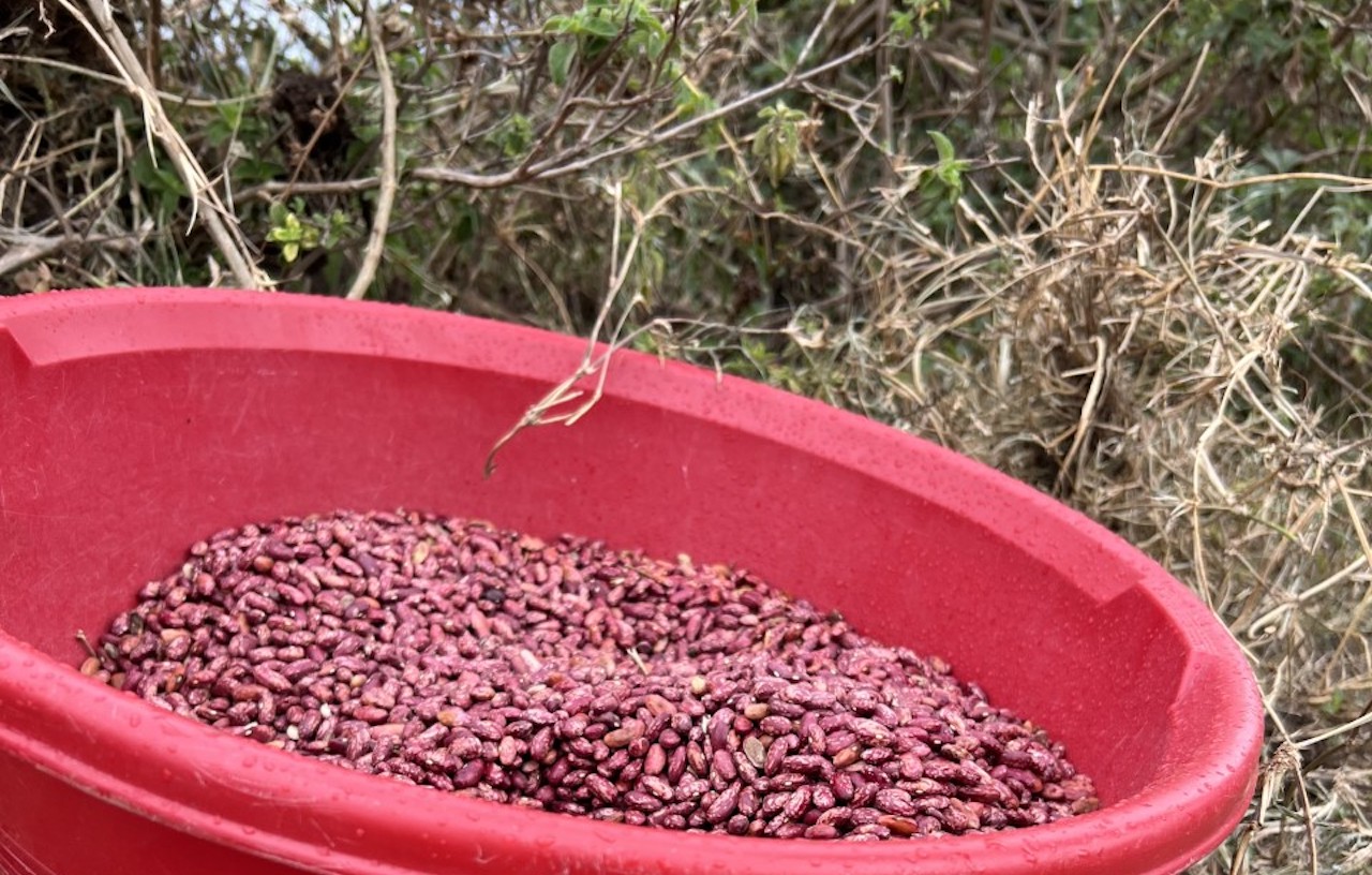 Launch of tobacco-free farms in Kenya