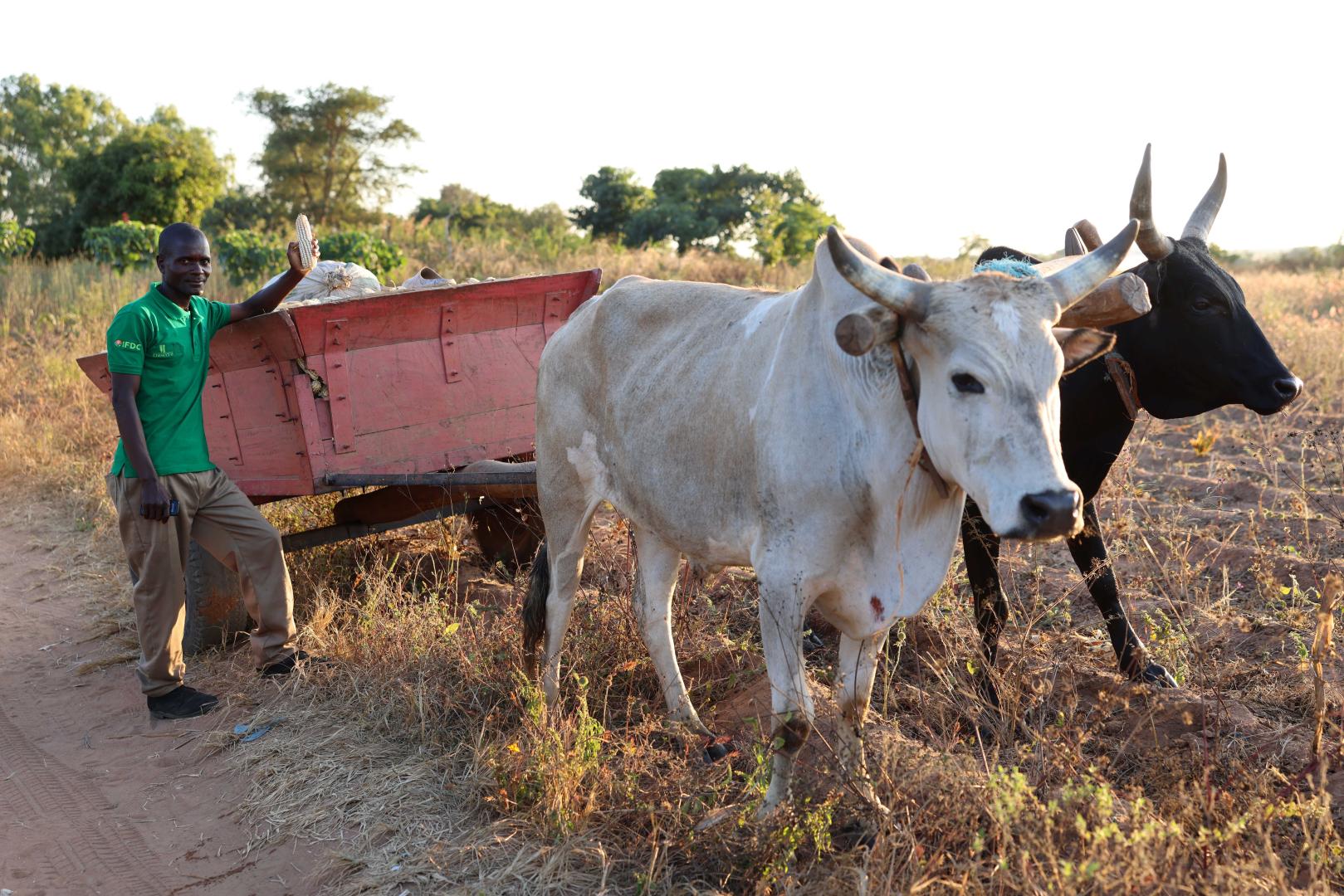 Switching from tobacco yields benefits for farmers in Malawi 