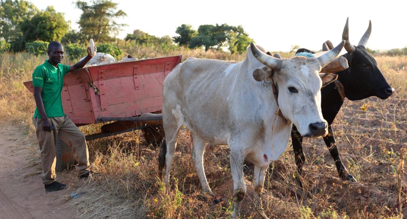 Switching from tobacco yields benefits for farmers in Malawi 