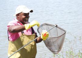 Field worker demonstrating snail collection