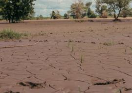 Flooded farmland 