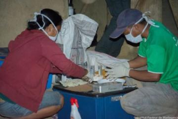 IPM team members dissect a rat suspected of being infected with plague. Photo: Institut Pasteur Madagascar