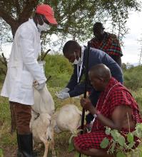 Vet experts take samples from the sick goats as Jackson and his neighbor watch