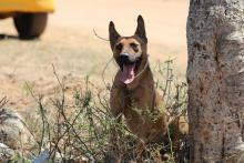 A dog that had come for vaccination