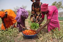 When microfinance leads to major healing: Bridging agriculture and health in Senegal