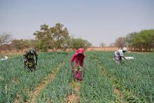 When microfinance leads to major healing: Bridging agriculture and health in Senegal