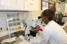 Lab technician screening sample slides under the microscope for the presence of intestinal parasite eggs using the WHO job aide