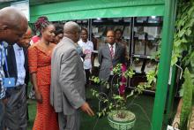 Visite de la vitrine des plantes médicinales