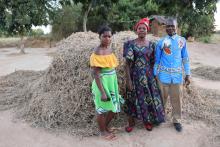 Switching from tobacco yields benefits for farmers in Malawi 