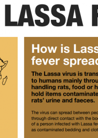 Lassa fever infographics